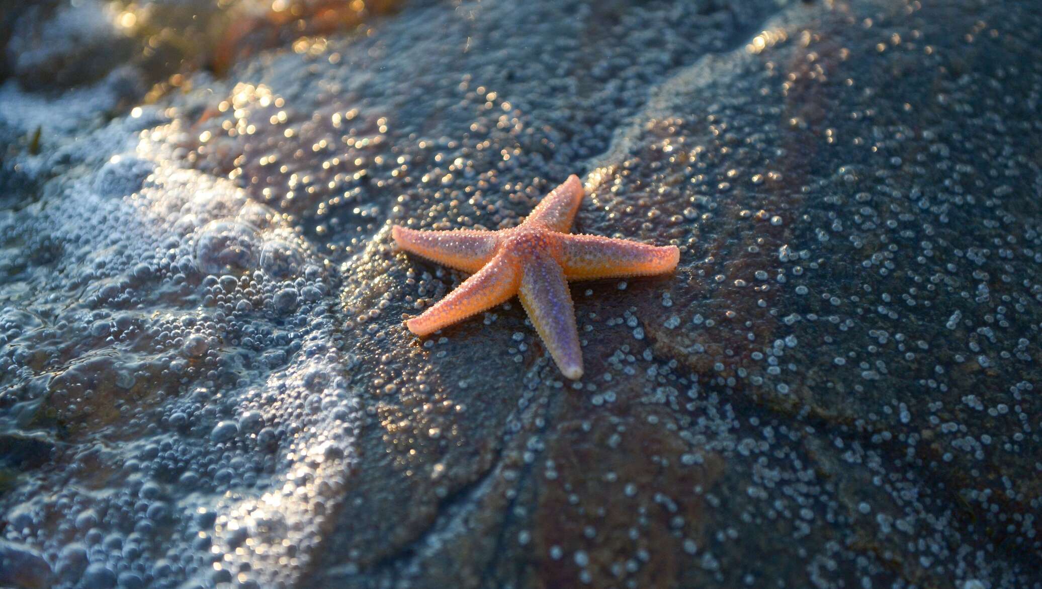 Кабардинка морская звезда. Asteroidea морские звёзды. Морские звезды японского моря. Круглая морская звезда. Морская звезда маленькая.