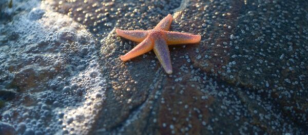 Морская звезда. Экспедиция Института экологических проблем севера на Белое море - Sputnik Грузия