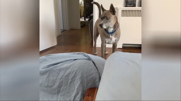 Смышленый пес не дал хозяйке себя обмануть – забавное видео - Sputnik Грузия