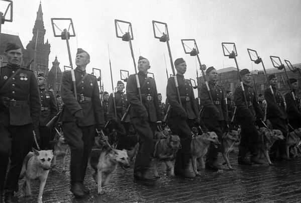 Минеры с собаками минно-разыскной службы на Параде Победы на Красной площади 24 июня 1945 года

 - Sputnik Грузия