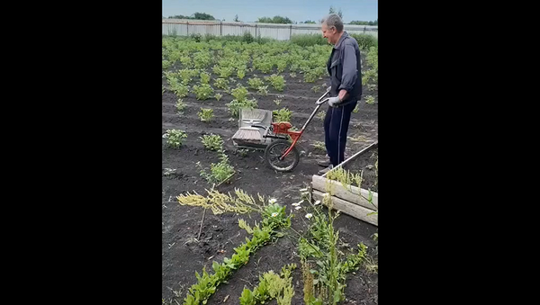 Изобретение мужчины для быстрого сбора жуков с картофеля удивило Сеть – видео - Sputnik Грузия
