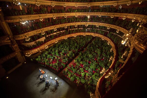 მუსიკოსები რეპეტიციას გადიან Gran Teatre del Liceu-ში ბარსელონაში, სადაც დარბაზში ადგილები მცენარეებითაა შევსებული - Sputnik საქართველო