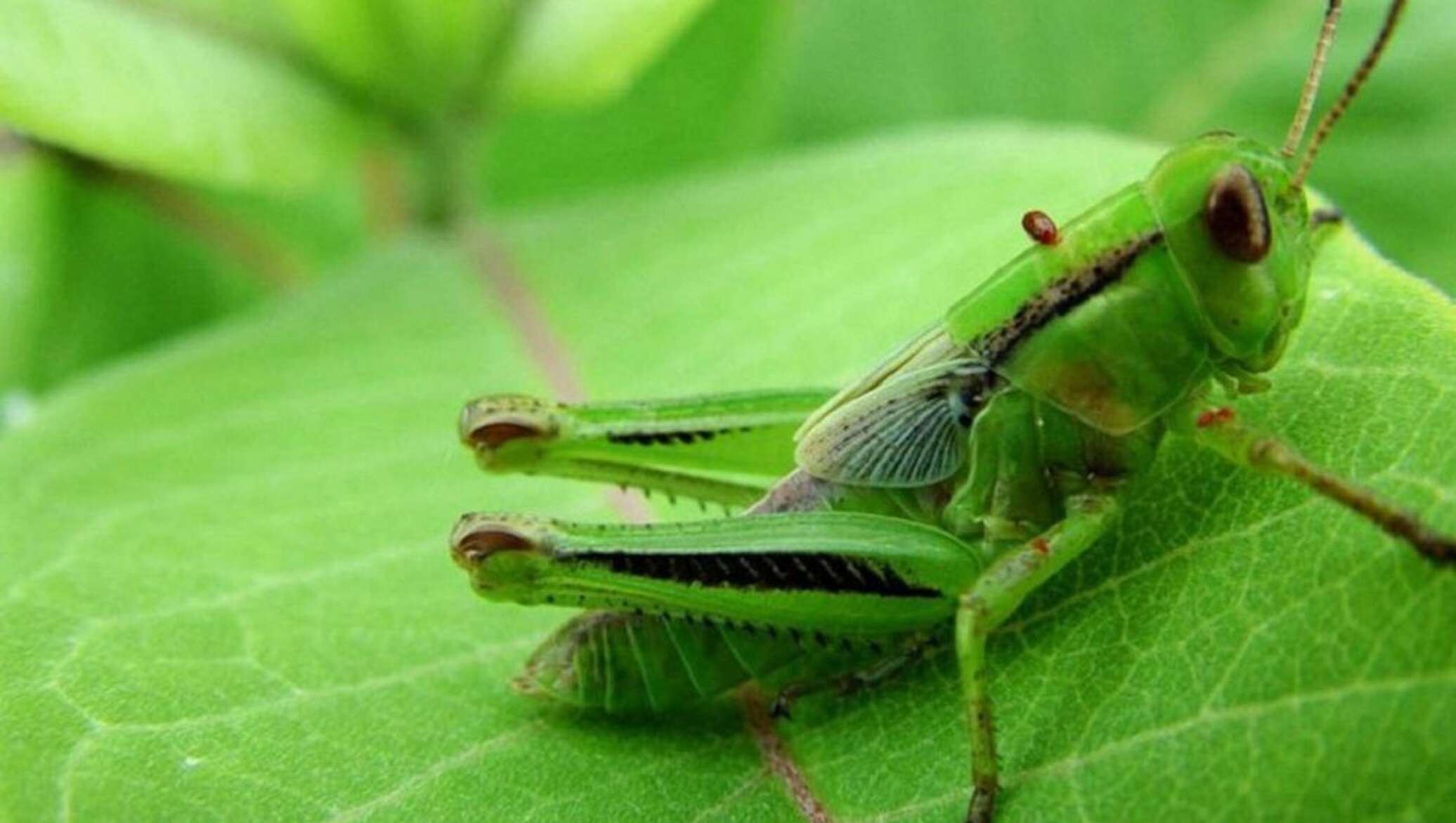 Insect. Зеленая кобылка кузнечик. Кузнечик сверчок цикада Саранча. Имаго кузнечика. Саранча кузнечик Жук.