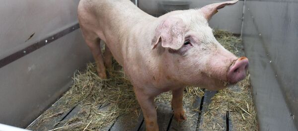 Свинья в загоне - Sputnik Грузия