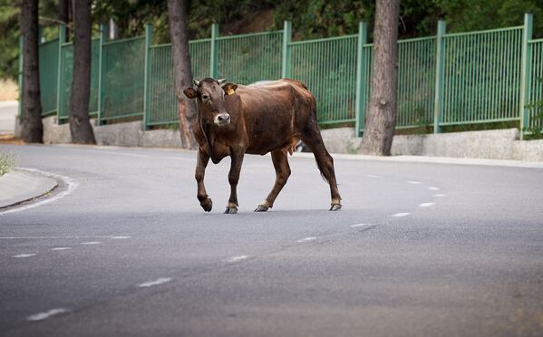 Парковка для машин тоже пустует. Теперь тут утром гуляют коровы, принадлежащие местным жителям, живущим неподалеку в поселке - Sputnik Грузия