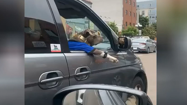 Модный и крутой пес сидит в машине в важной позе – бесподобное видео - Sputnik Грузия