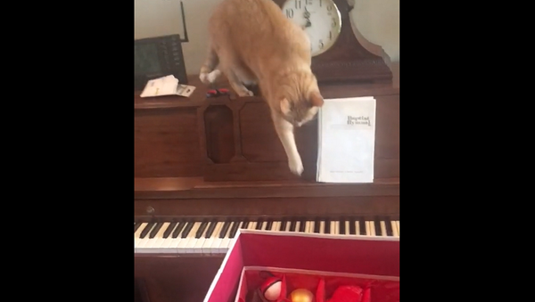 Реакция кота, случайно наступившего на клавиши пианино, рассмешила Сеть – видео - Sputnik Грузия