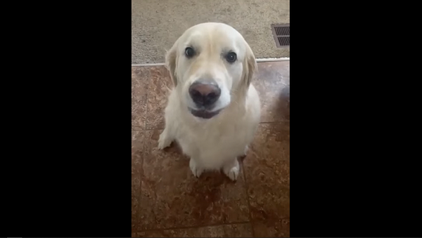 Собака мило извиняется перед сородичем за кражу вкусняшки – видео - Sputnik Грузия