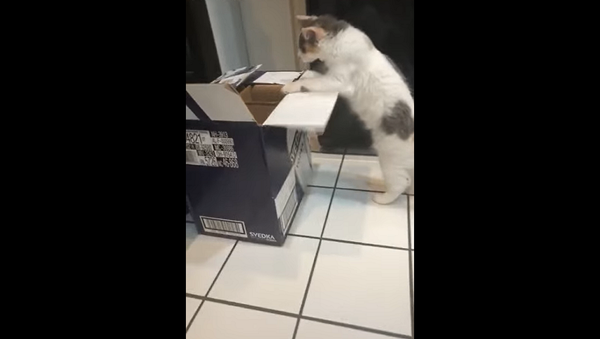 Грация картошки: безуспешные попытки кошки запрыгнуть в коробку рассмешили Сеть – видео - Sputnik Грузия