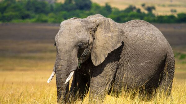 Слон в национальном заповеднике Масаи-Мара в Кении.    - Sputnik Грузия