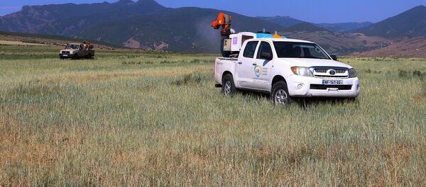 В Шида Картли идет борьба с саранчой - Sputnik Грузия