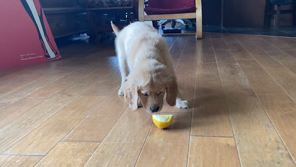 Хозяин снял на видео первое знакомство щенка ретривера с лимоном - Sputnik Грузия