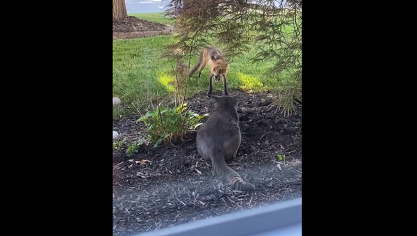 Противостояние кота и лисы на заднем дворе дома сняли на видео - Sputnik Грузия